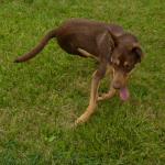 Pets, the sky, manhole covers, and more